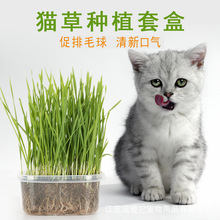 批发猫草种子营养土 手工种植猫草套盒 无土种植猫草去毛球猫零食