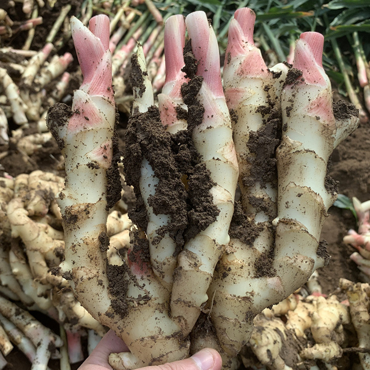 红爪姜新鲜生姜仔姜二斤三斤五斤可发现挖一件代发鲜姜 红芽嫩姜