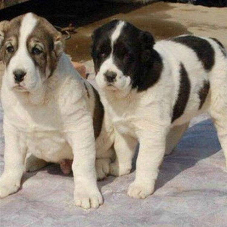 中亚牧羊犬幼犬纯种中亚犬活体幼崽巨型犬大型牧羊犬高大威武霸气