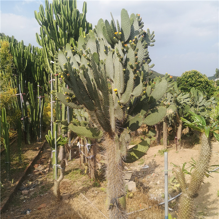 鱼鳞仙人掌 多浆植物仙人掌 沙漠造景庭院沙漠景观布置漳州花卉批