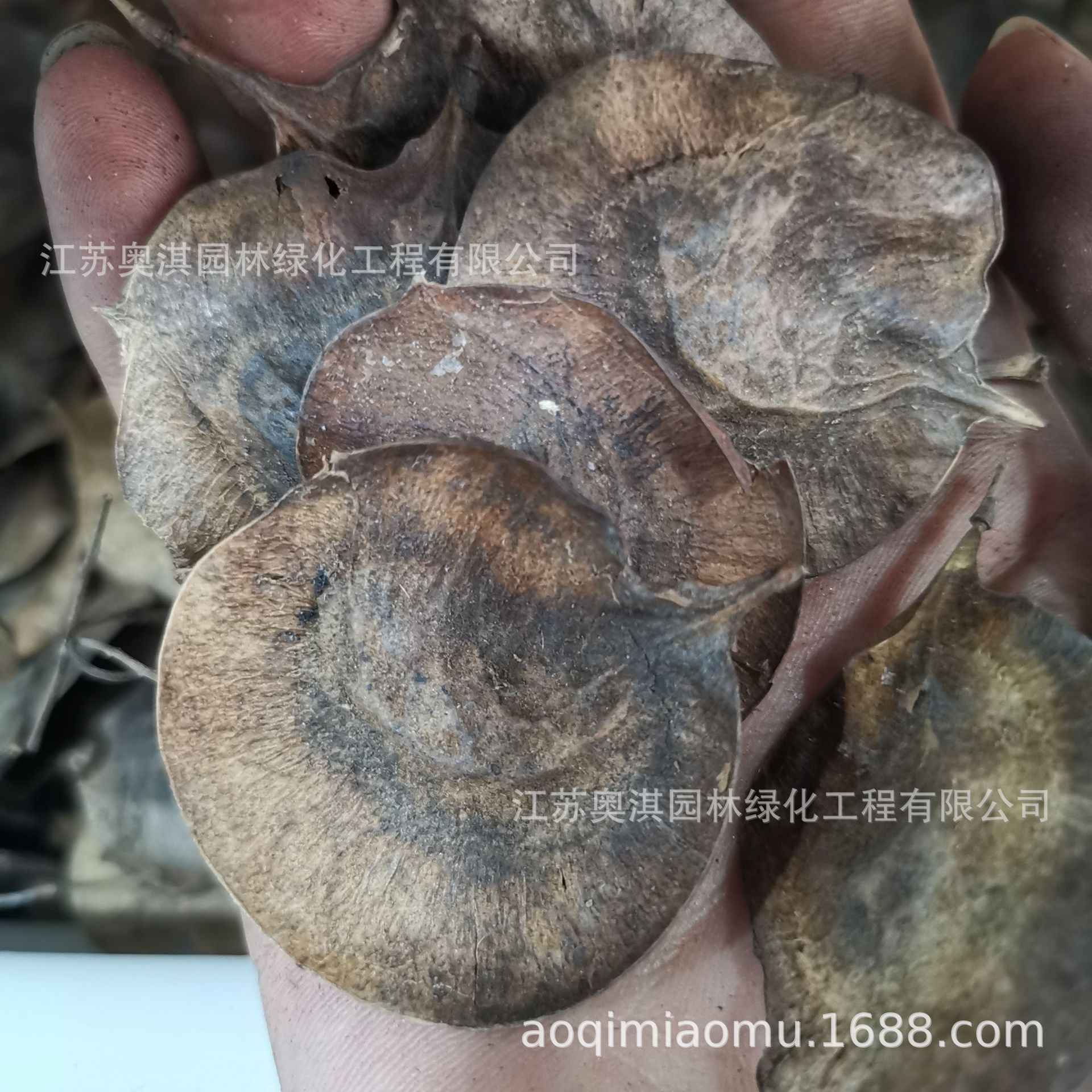 印度小叶紫檀种子羽叶檀青龙木黄柏木檀香树种子量大优惠货到付款