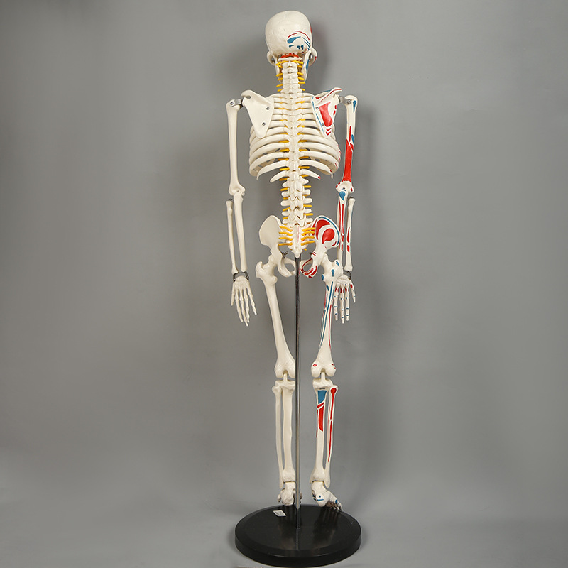 人体骨架标本模型生物教学骷髅脊椎可活动骨架pvc医学骷髅支架