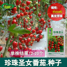珍珠圣女番茄种子 农田菜园可盆栽挂果多番茄小西红柿蔬菜籽