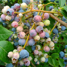 蓝莓盆栽苗阳台南北方种植蓝莓树果苗庭院地栽果树苗