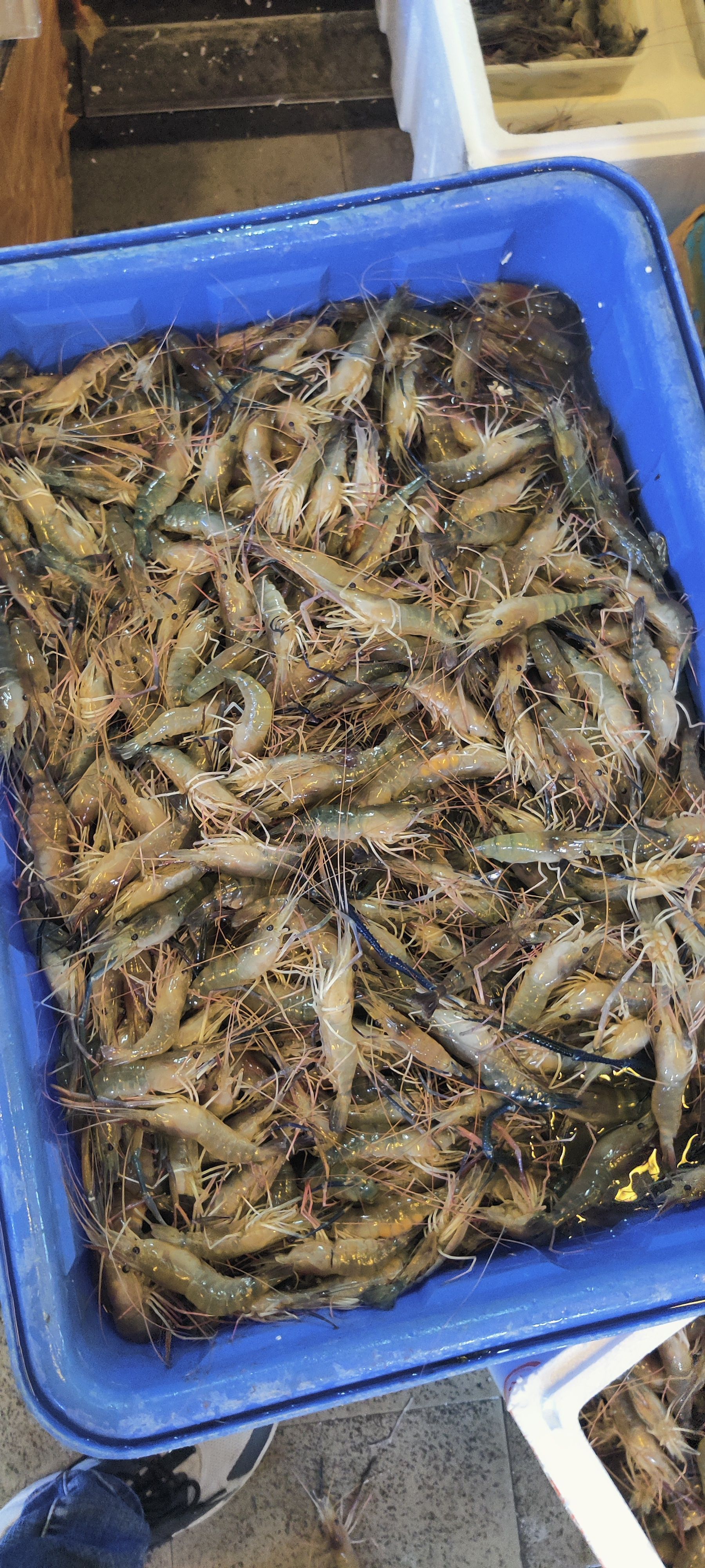 冷冻罗氏虾大号13-15头/斤罗氏沼虾大头虾冷冻粗加工水产品