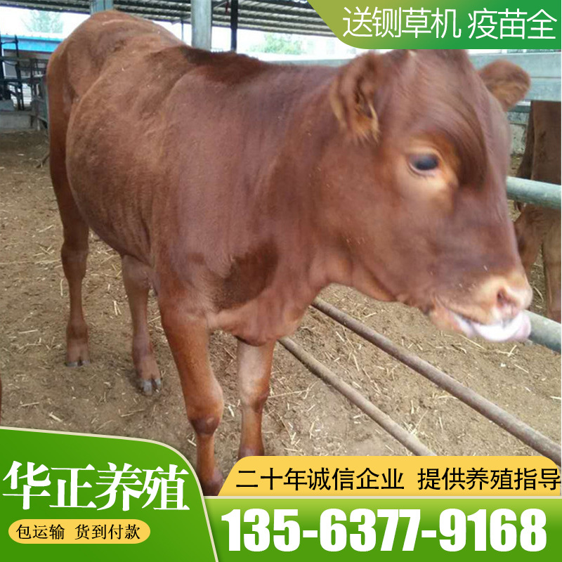 三元杂交黄牛牛犊鲁西黄牛牛犊小黄牛黄牛牛犊黄牛苗 出售-阿里巴巴