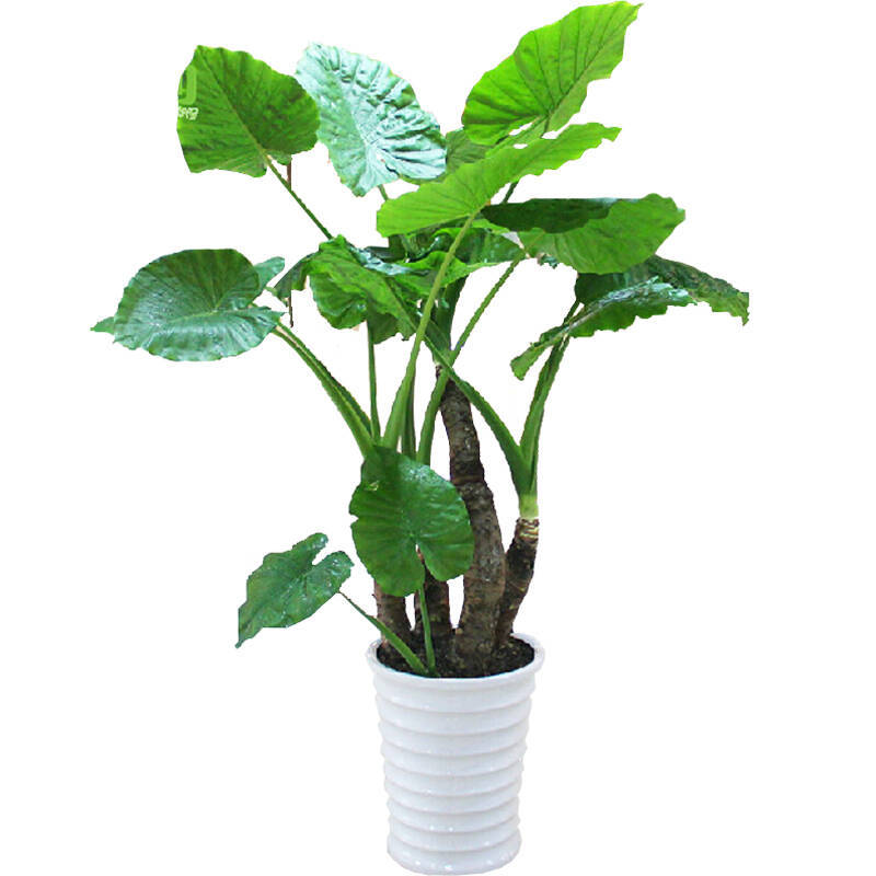 滴水观音观茎观叶植物办公室客厅大绿植发财树盆栽花卉