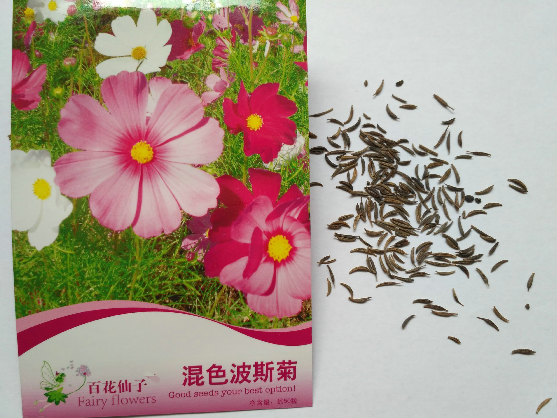 厂家供应 混色波斯菊 盆栽花种子 四季种植花种