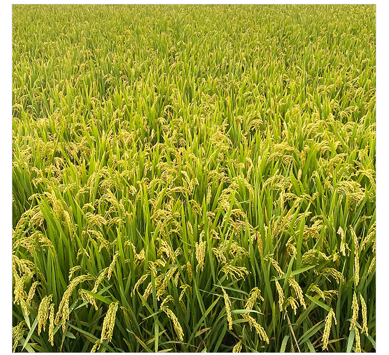 海安当季糯米预售口感软糯米质饱满软香糯米低温烘焙