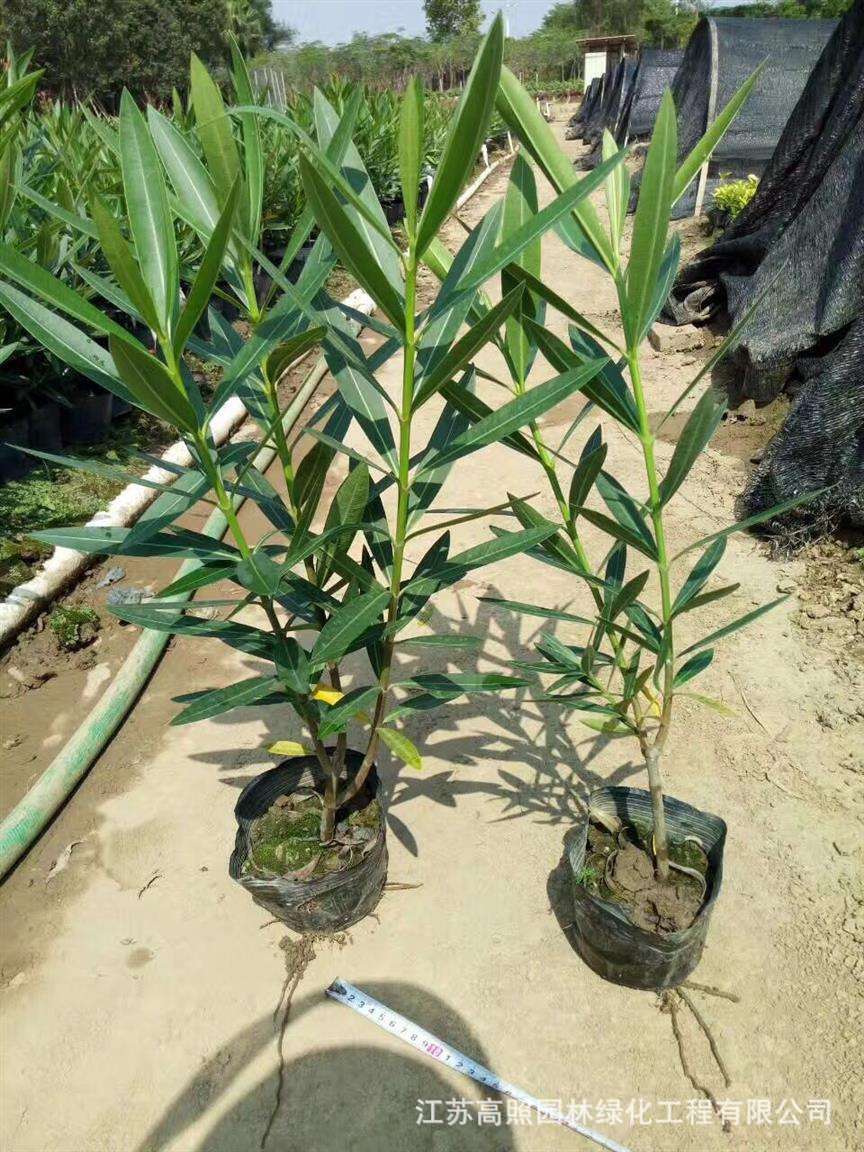 基地供应工程植物花卉柳叶桃半年红花卉夹竹桃盆栽