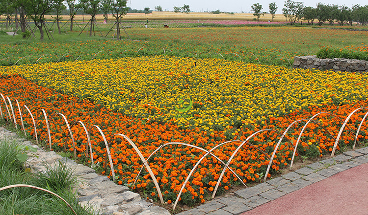 产地直销批发零售25-35cm孔雀草花海工程花籽盆栽阳台花卉种子