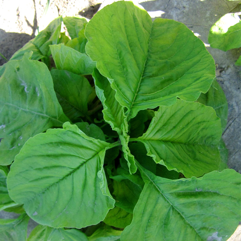 绿苋菜种子绿色大圆叶四季播种易种蔬菜种子白旱菜种籽批发盆栽