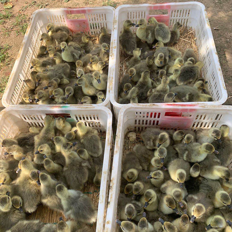长期孵化四季鹅苗 技术指导成鹅 鹅苗养殖存货率高回收 现货