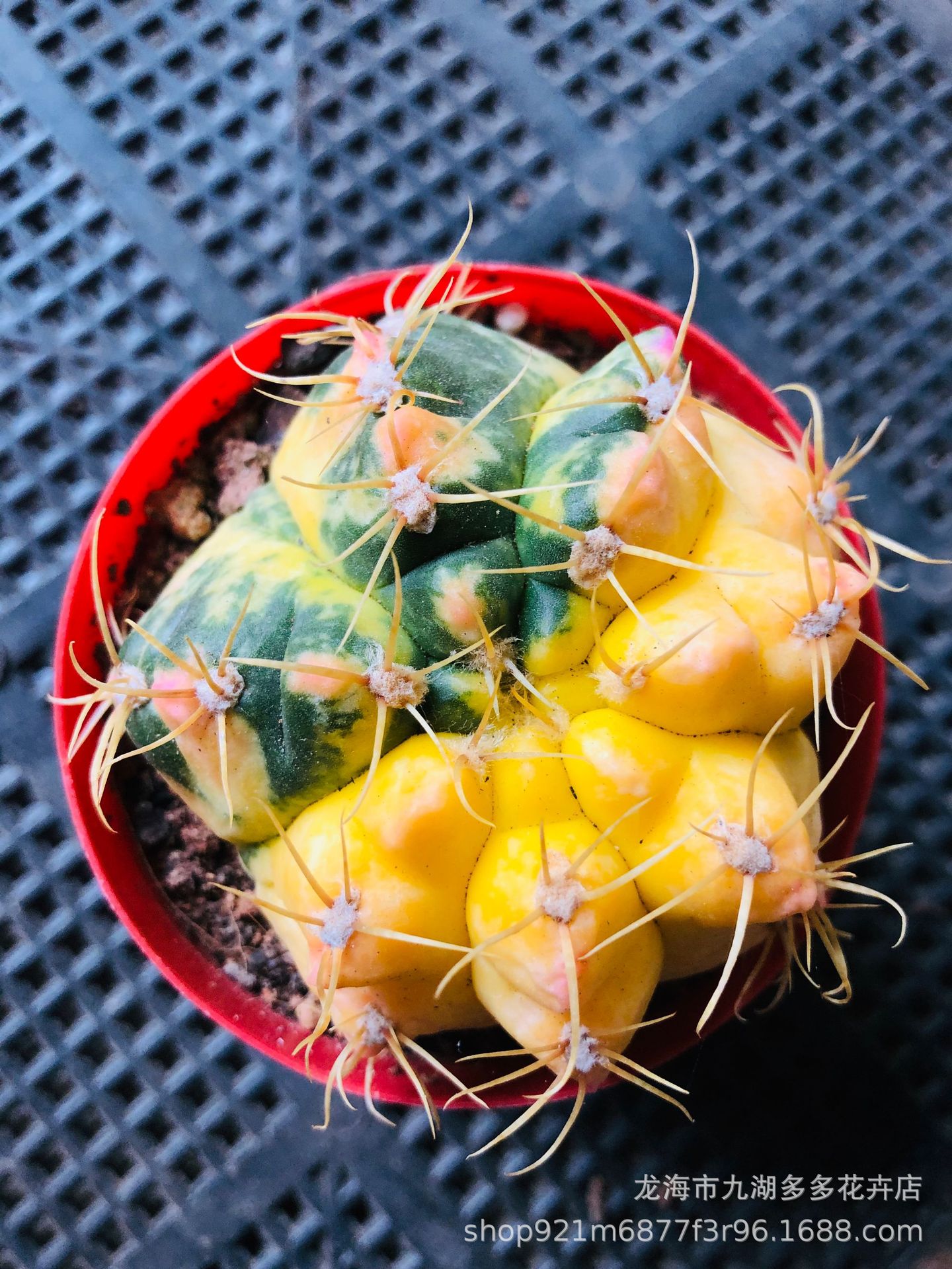 多肉植物批发 实生红花明星仙人球 4公分左右 萝卜根 防幅射