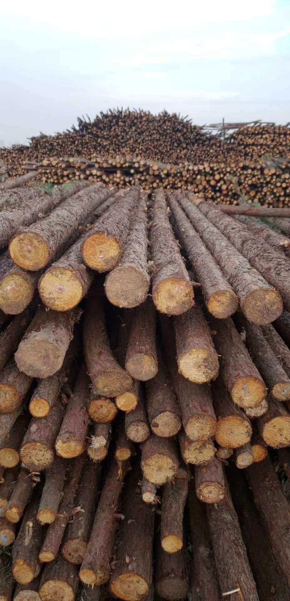 东莞广州深圳杉木杉树杉木支撑杆杉木杆杉木去皮绿化之撑木杉木桩