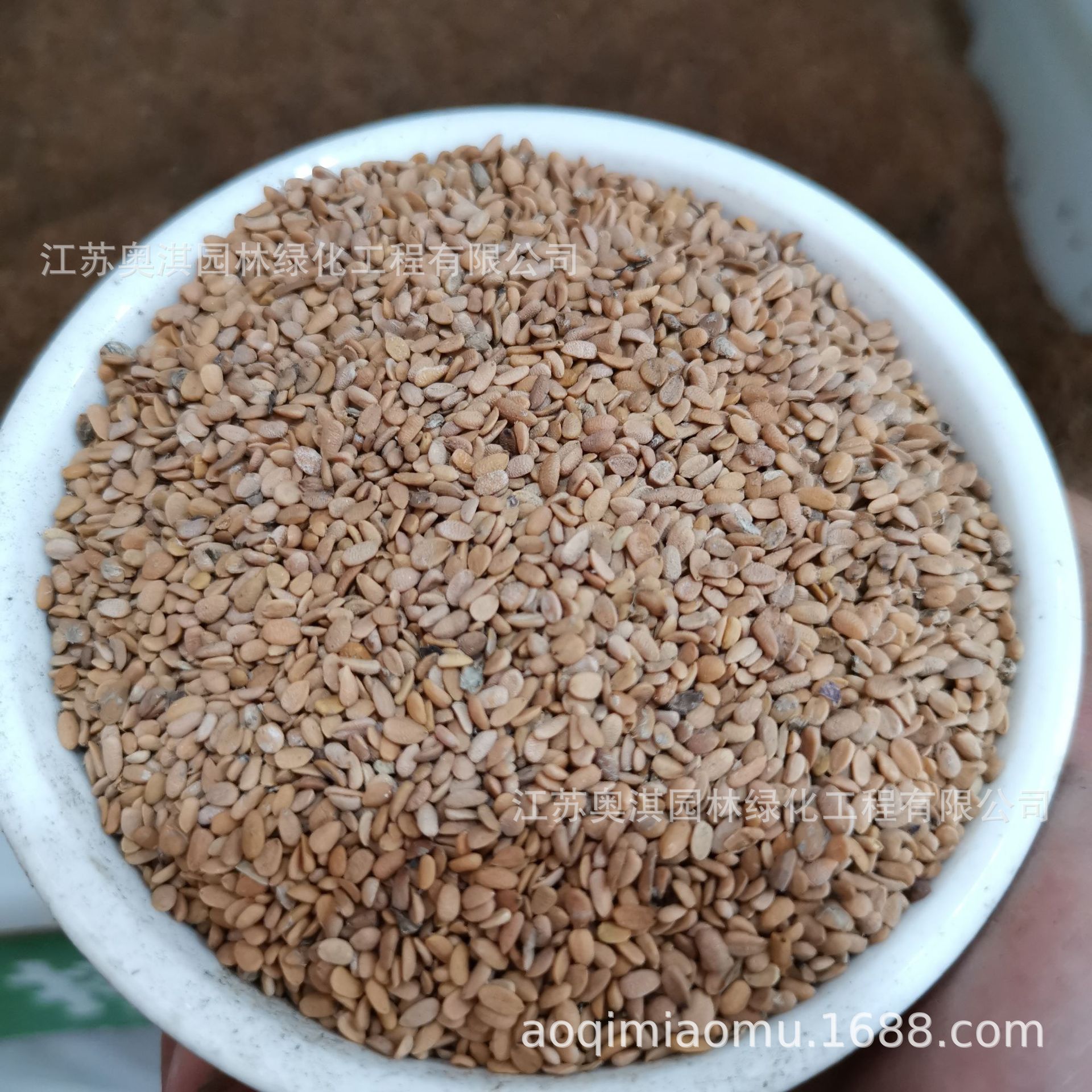 散装接骨木种子公道老扦扦活马尿骚大接骨丹续骨树种子货到付款