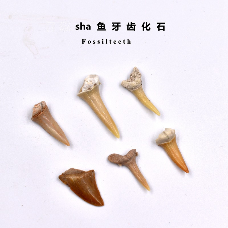摩洛哥鲨鱼牙齿化石耳齿鲨乌鸦鲨锥齿鲨鱼牙齿化石科普标本