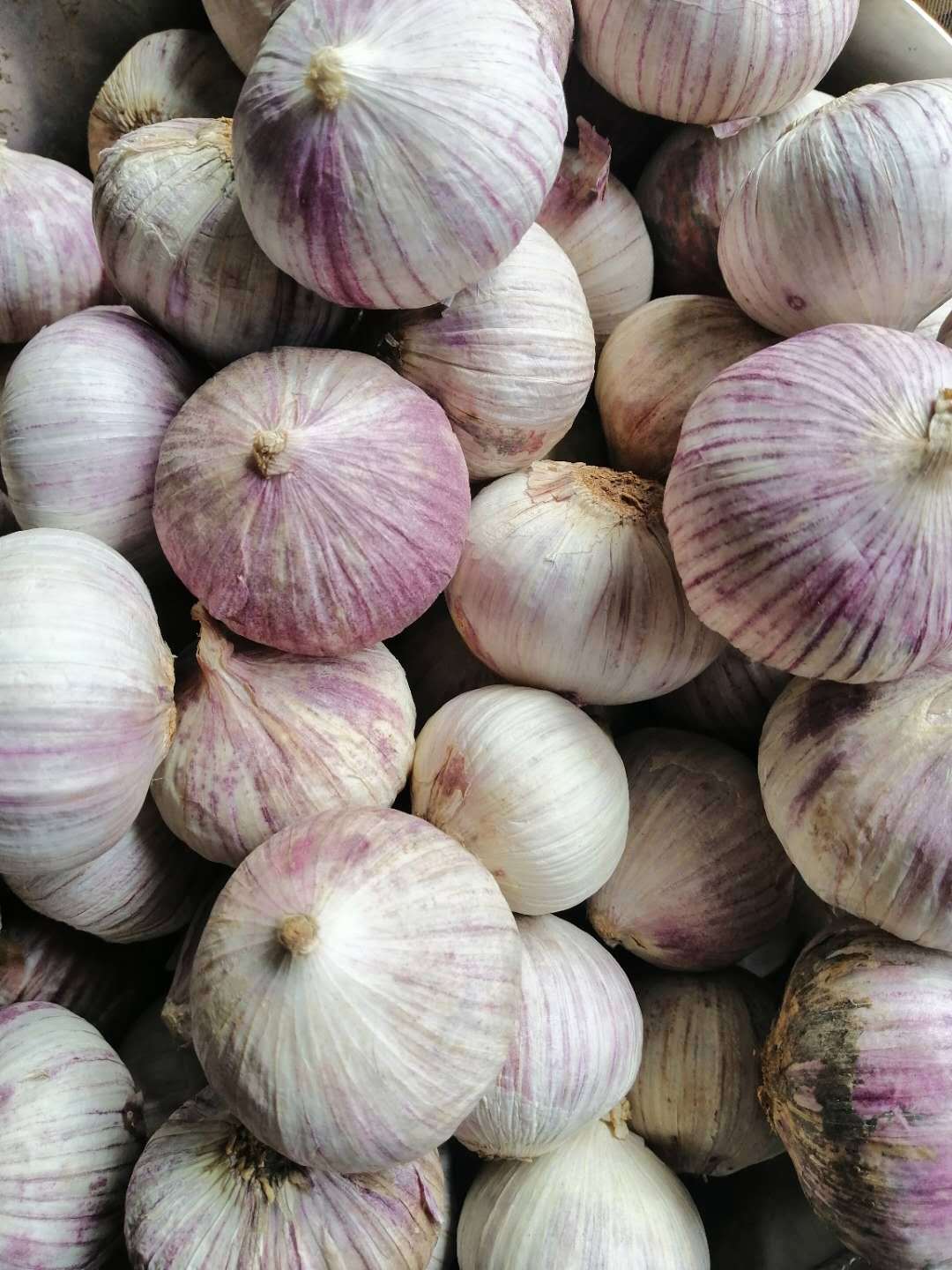 独头蒜1斤新鲜干蒜大蒜小蒜红蒜香蒜云南紫皮大独蒜直径2.8厘米