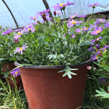 姬小菊杯苗 四川园林工程绿化苗木地被植物 长花期粉色花境植物