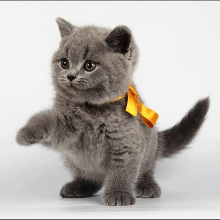 英短活体宠物猫 英国短毛蓝猫纯种矮脚蓝猫幼猫 批发零售一手货源