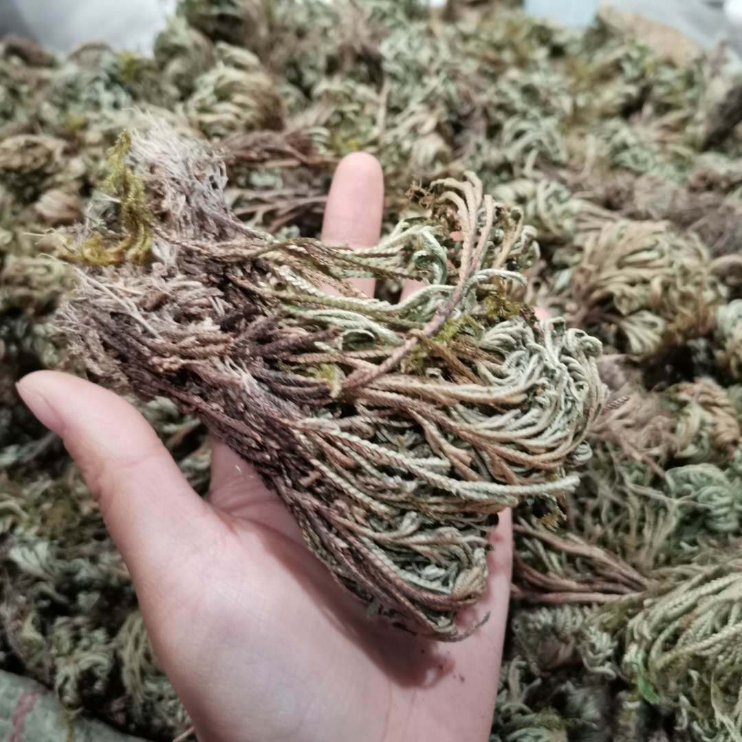 卷柏 九死还魂草 复活草 不死草 实图拍摄 一手货源 支持药检