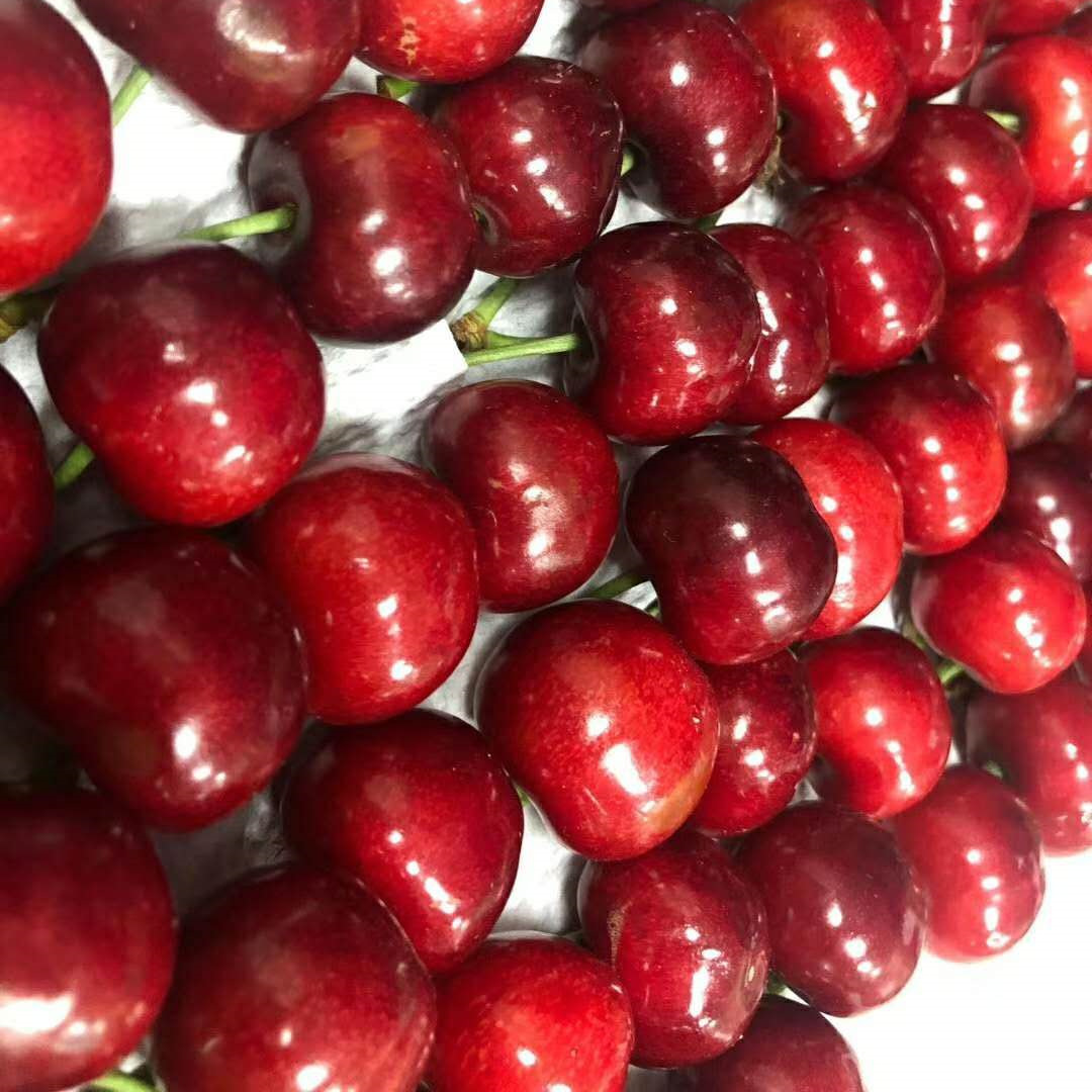 大连砂蜜豆樱桃