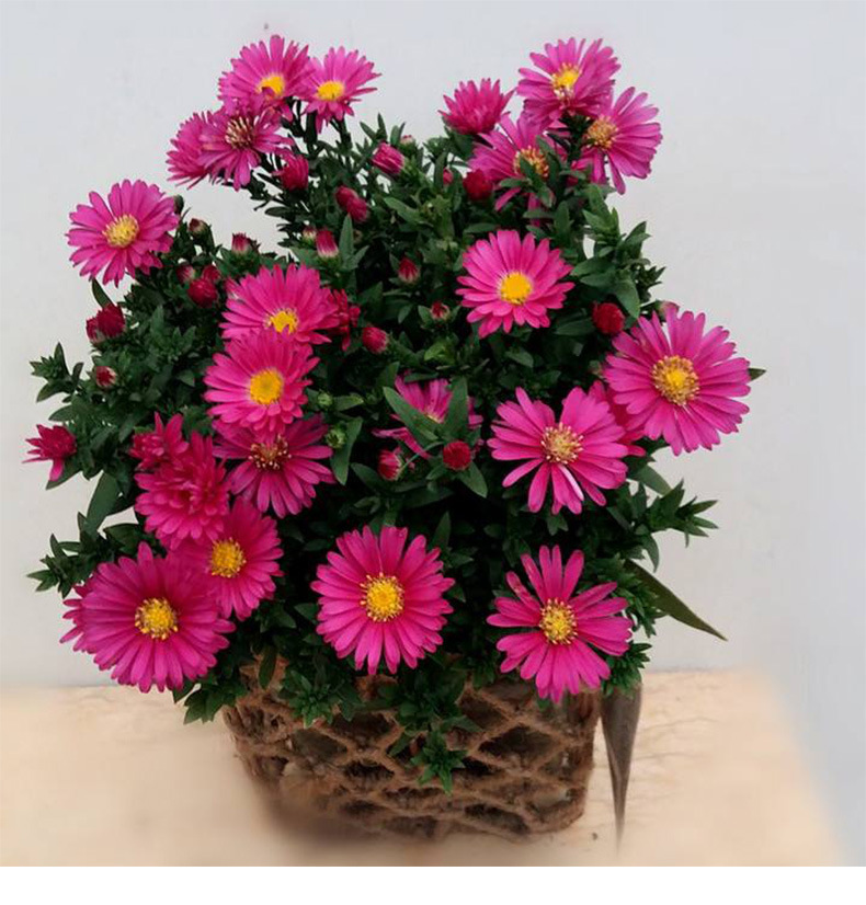 荷兰菊紫苑耐寒耐涝宿根花卉庭院小区公园道路绿化花海工程绿化苗