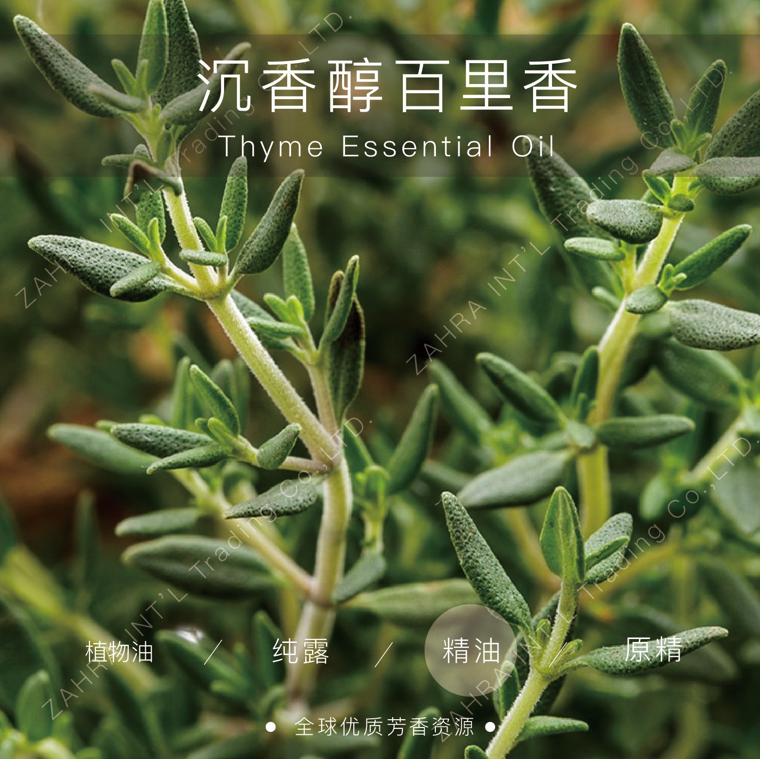 西班牙 |进口沉香醇百里香精油