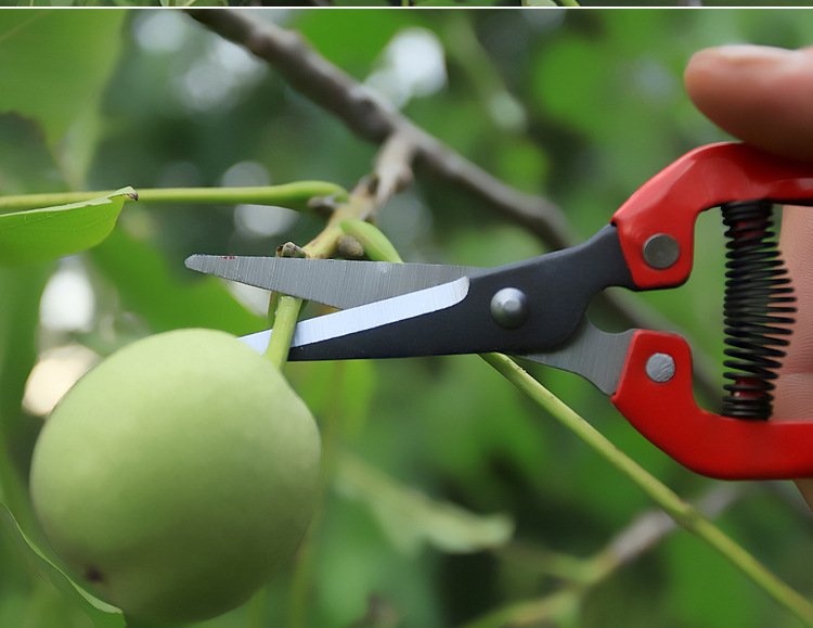 批发疏果剪果枝剪园林修枝园艺剪 农用摘果剪 果子剪 葡萄稀果剪