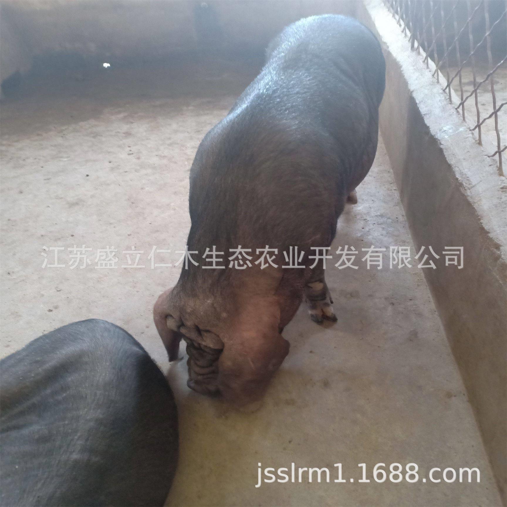 原种太湖代孕母猪 四蹄白梅山母猪 苏太代孕母猪 二花脸母猪批发