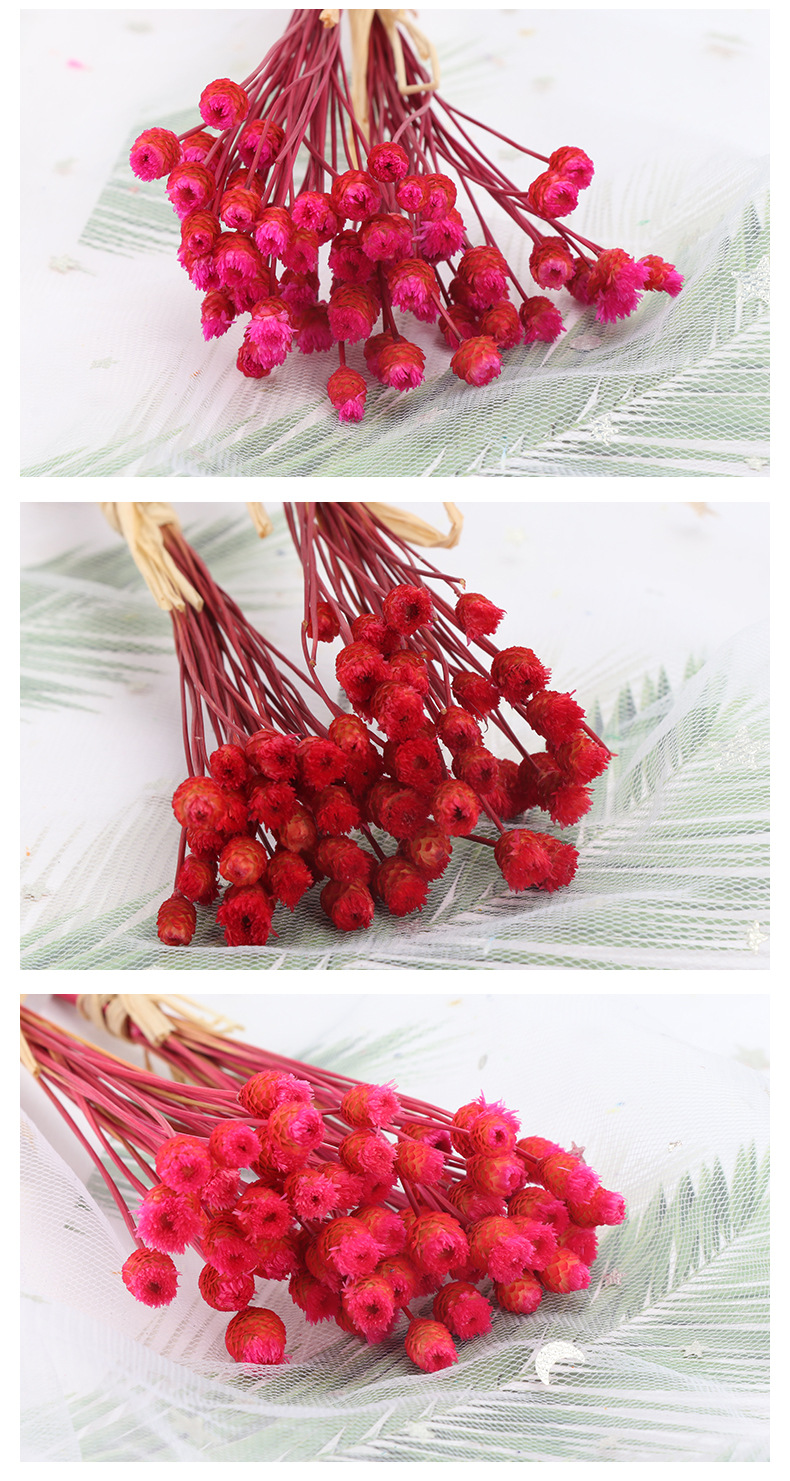 巴西快乐花开心花迷你菠萝头小雏菊干花多肉插花配花点缀拍照道具