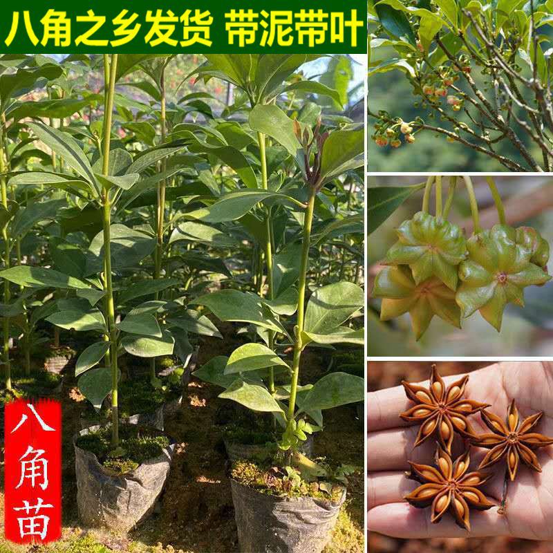广西八角树苗大红八角苗八角大料苗大茴香树苗南方种植果树苗批发