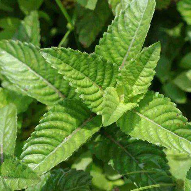 凉粉草神仙草仙人冻草药烧仙草凉粉原料凉粉草种子