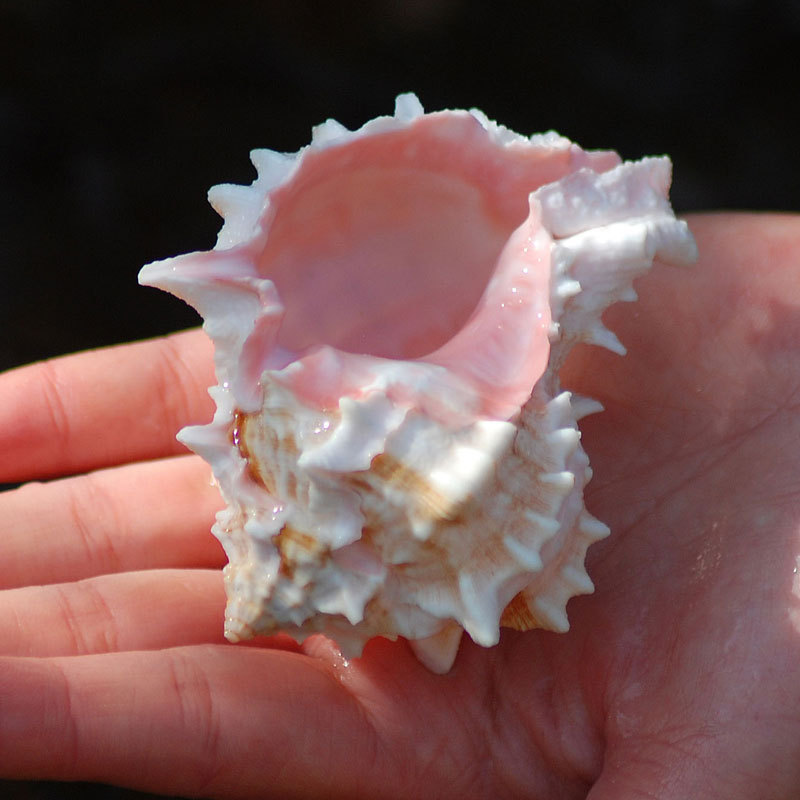 胭脂骨螺天然贝壳大海螺鱼缸水族箱装饰品卷贝鱼繁殖壳多肉花摆件