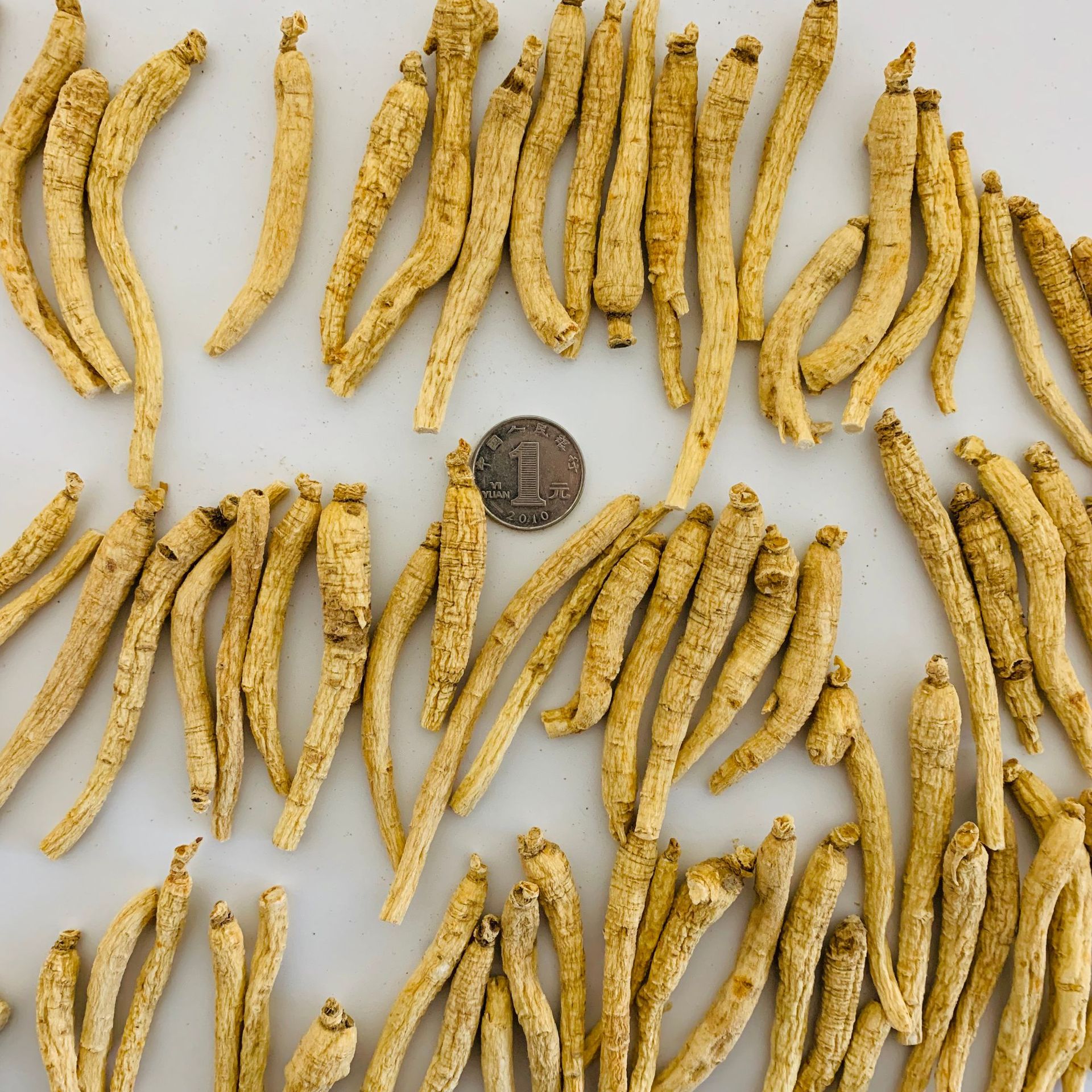 花旗参原名西洋参 6毛一条 原产地 100条起售