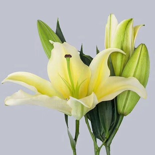 【粉红色百合鲜花】昆明百合花基地批发 居家婚庆装饰