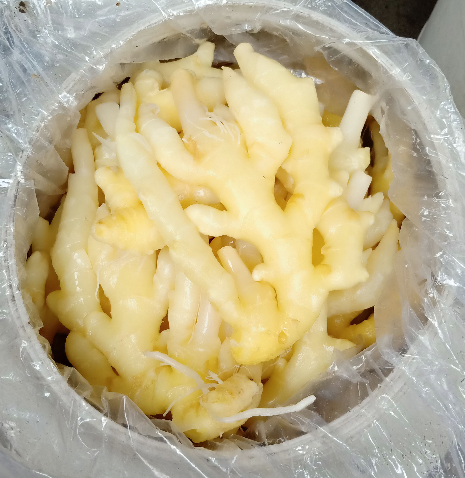 四川泡仔姜60斤泡嫩姜泡姜餐饮火锅泡生姜散装酱腌菜厂家批发