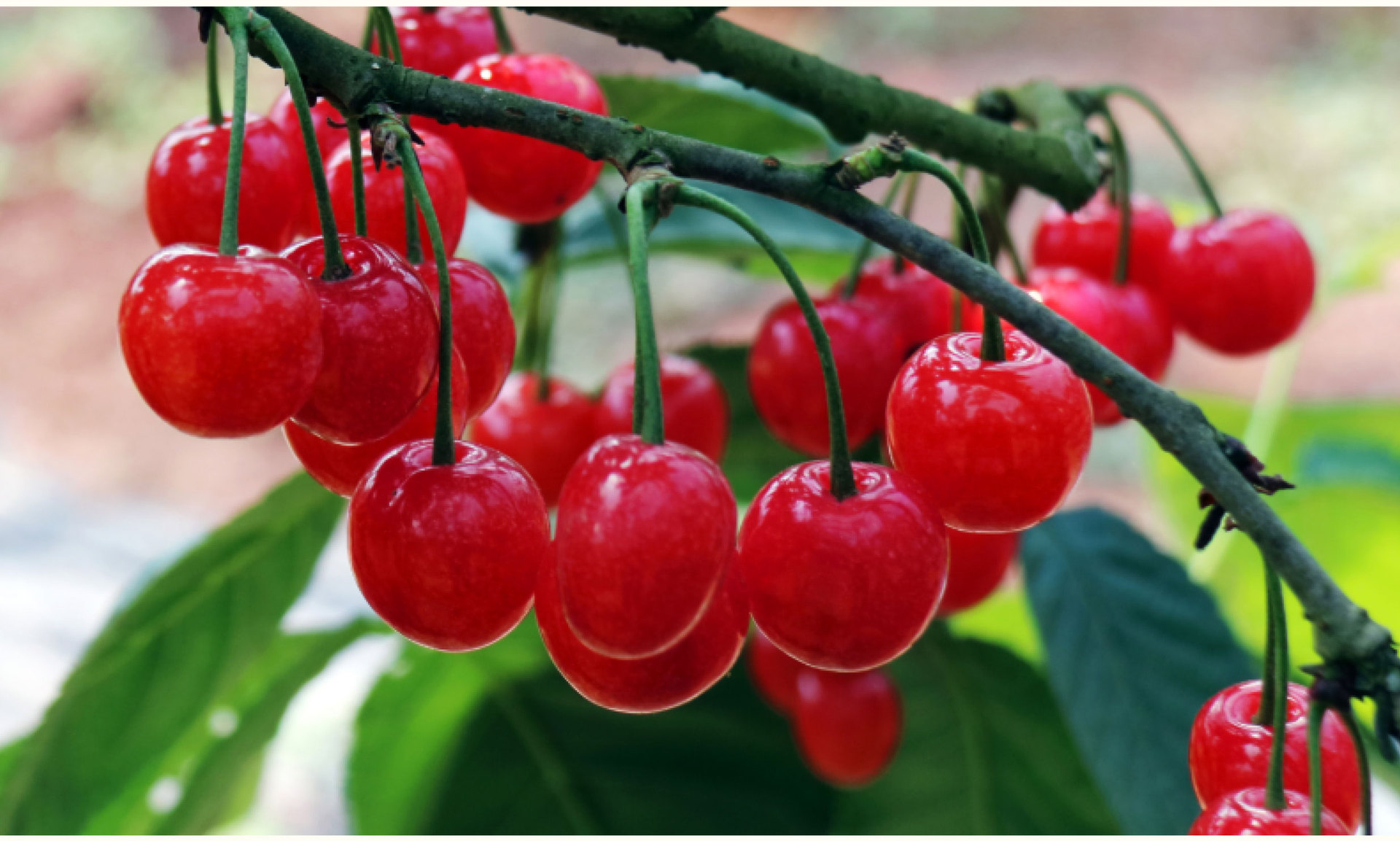 基地直供樱桃苗,南方樱桃,南早红樱桃苗,低需冷量,南方樱桃树苗