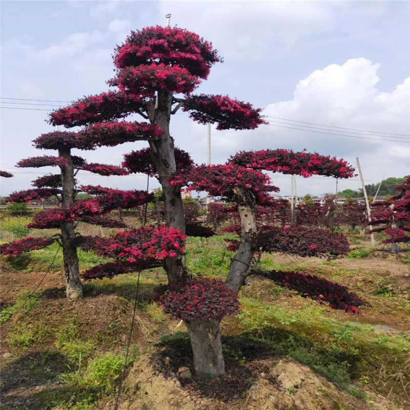 湖南造型红继木桩 古桩红花继木造型树产地批发   园林庭院景观树