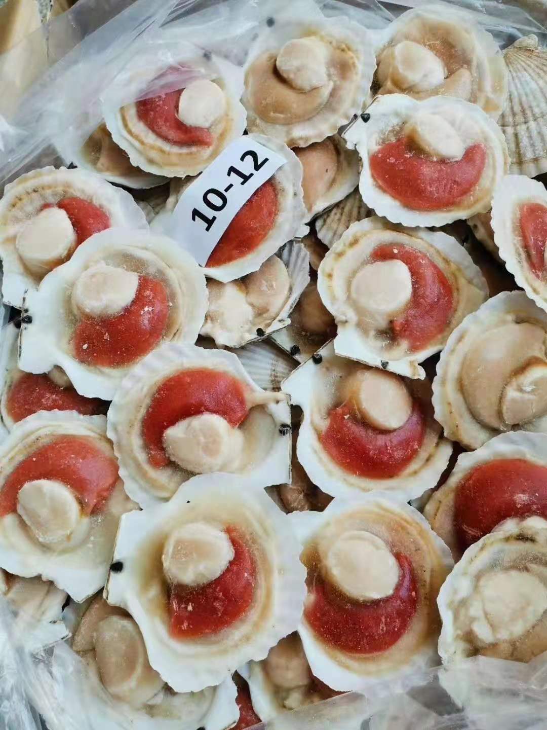 精选扇贝王 大连獐子岛厂地直批批发水产12/14扇贝海鲜烧烤食材超