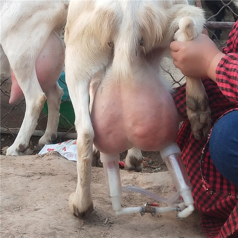 关中奶山羊养殖 奶山羊养殖利润分析高产奶奶山羊价格