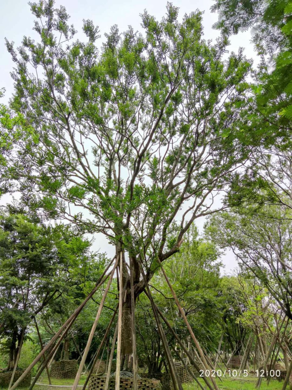 广东中山供应朴树特选朴树大规格风景树