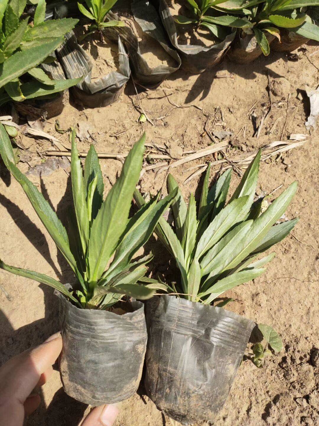 假龙头杯苗小苗花苗盆栽种子囊萼花棉铃花伪龙头种植基地直发花卉