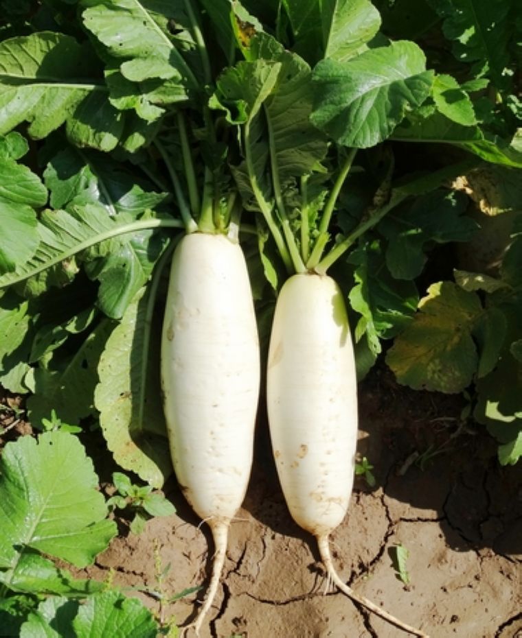 华木南畔洲九斤大萝卜长沙水萝卜迟萝卜蔬菜种子批发阳台园艺盆栽