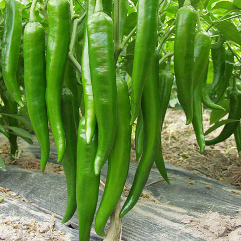 杭椒6/1号种籽辣椒种子微辣特辣早熟春季四季盆栽蔬菜苗秧幼苗孑