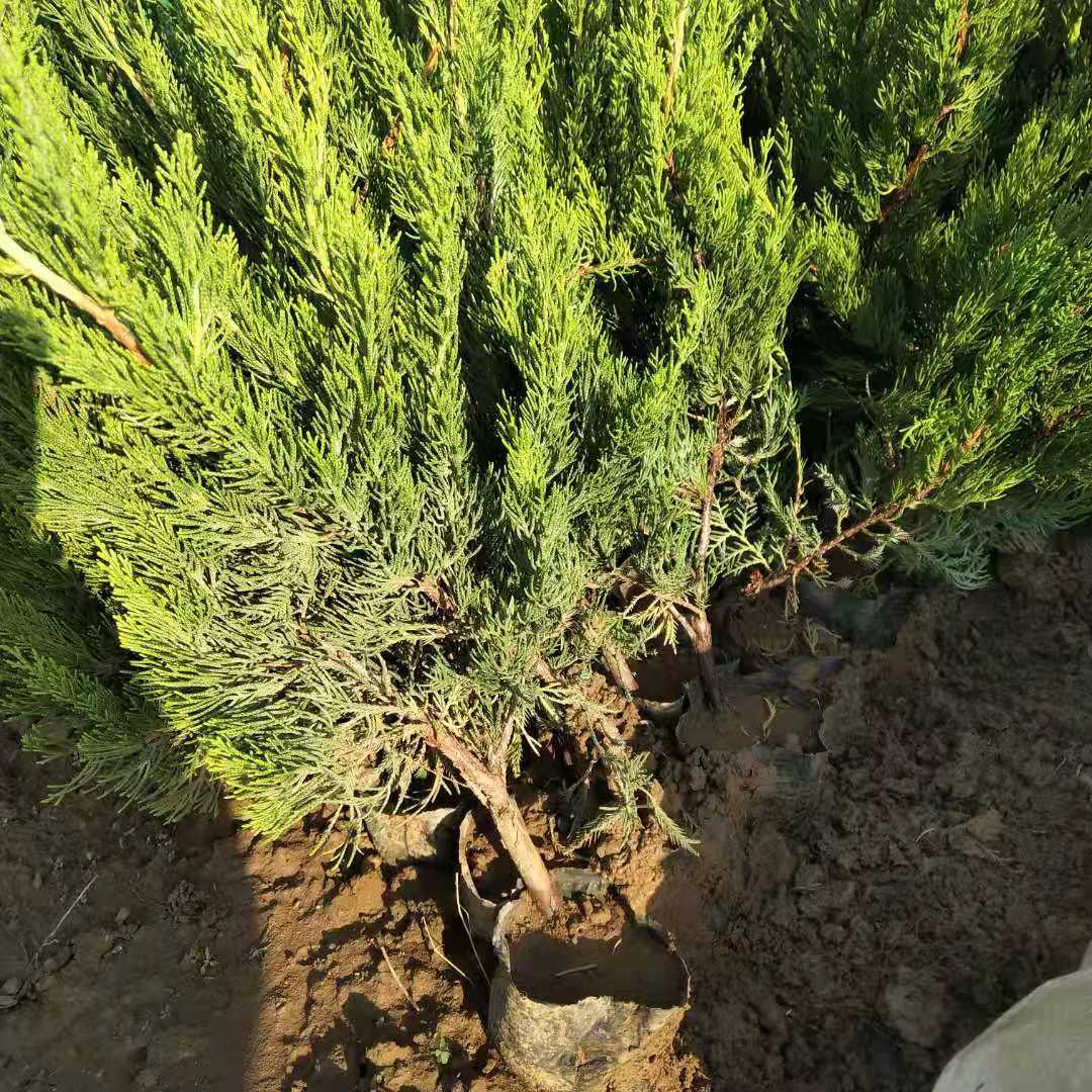 四季常青小龙柏苗木 常绿灌木园林小龙柏苗木 护坡绿化小龙柏苗木