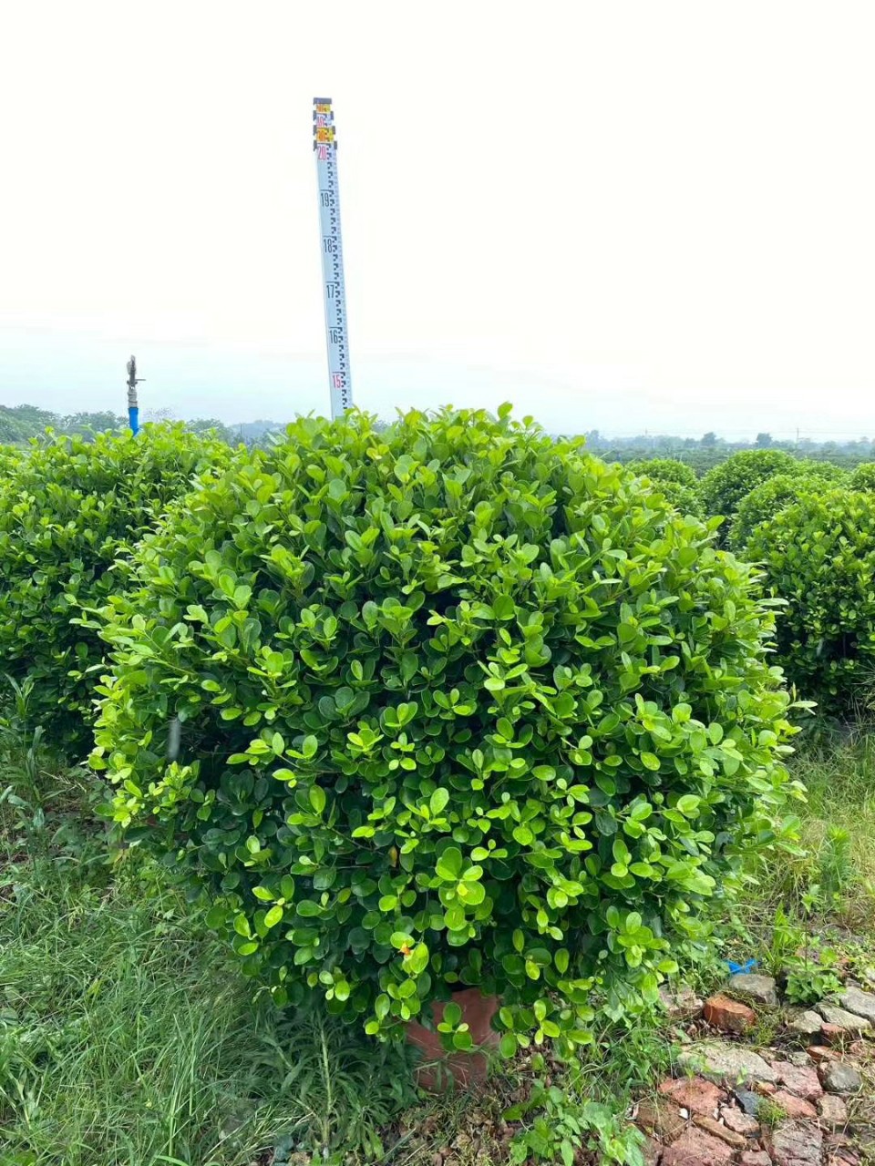 8-1.5米 金钱榕球 造型 盆栽 袋苗