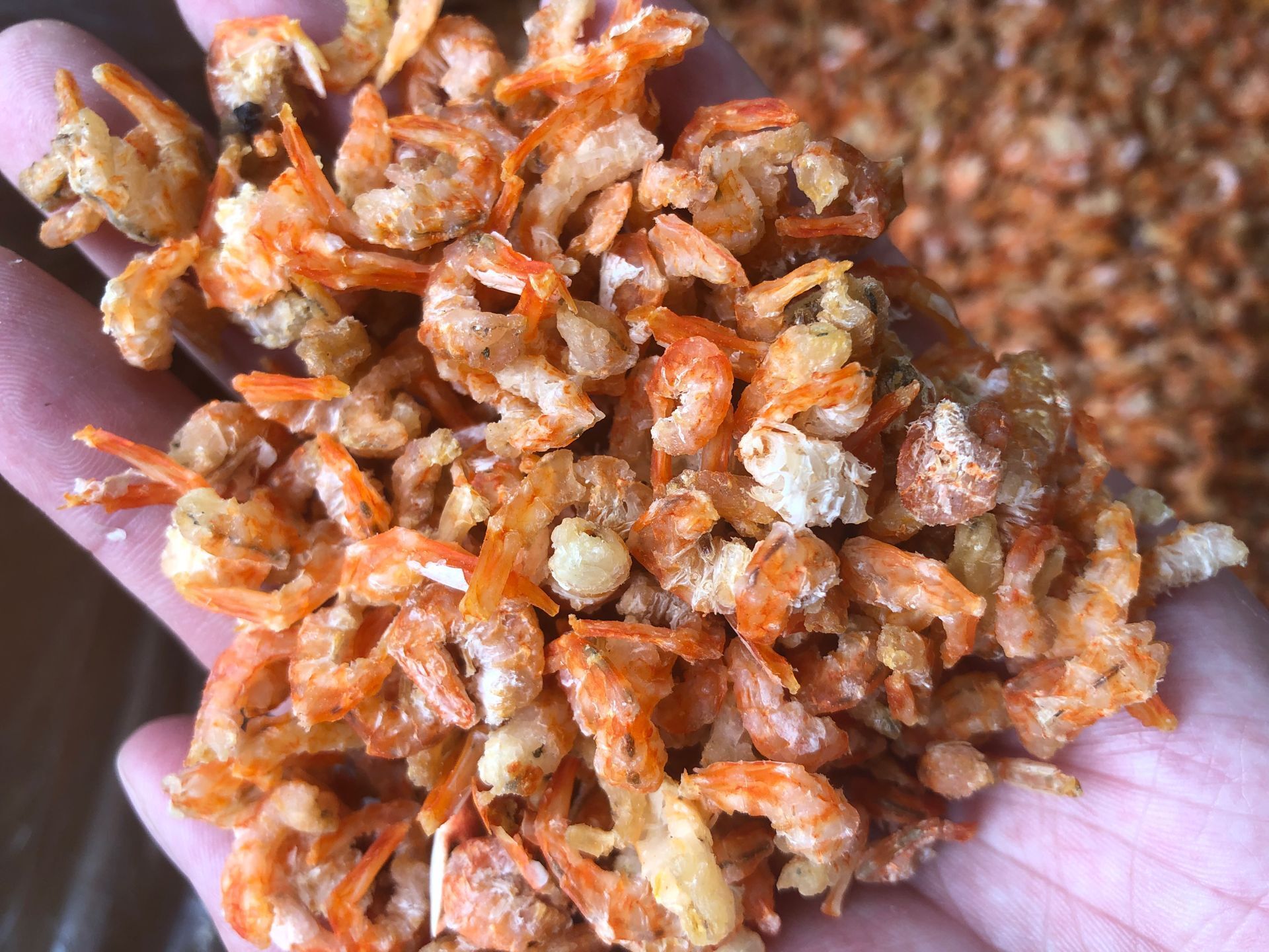 虾米(北海金勾虾米,一件18公斤)