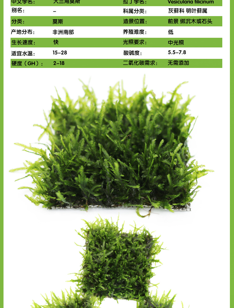 莫斯 珊瑚 大三角 水晶 莫斯树淡水植物草缸造景网片真水草批发