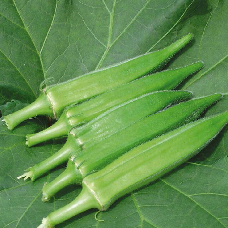 散装高产黄秋葵 羊角葵种子 菜园四季播种可多次采摘蔬菜种籽批发